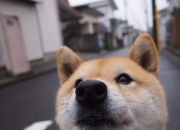 雷火电竞app-另类欧冠决赛，当哈利伯顿在另一个赛场数据全面爆炸