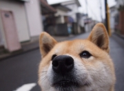 雷火电竞app-另类欧冠决赛，当哈利伯顿在另一个赛场数据全面爆炸