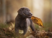 雷火电竞合作-东决悬念夜，萨内一球裁决，冷面刺客如何从阴影走到聚光灯下