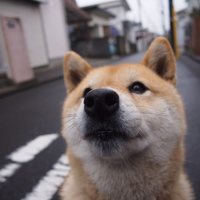 另类欧冠决赛，当哈利伯顿在另一个赛场数据全面爆炸