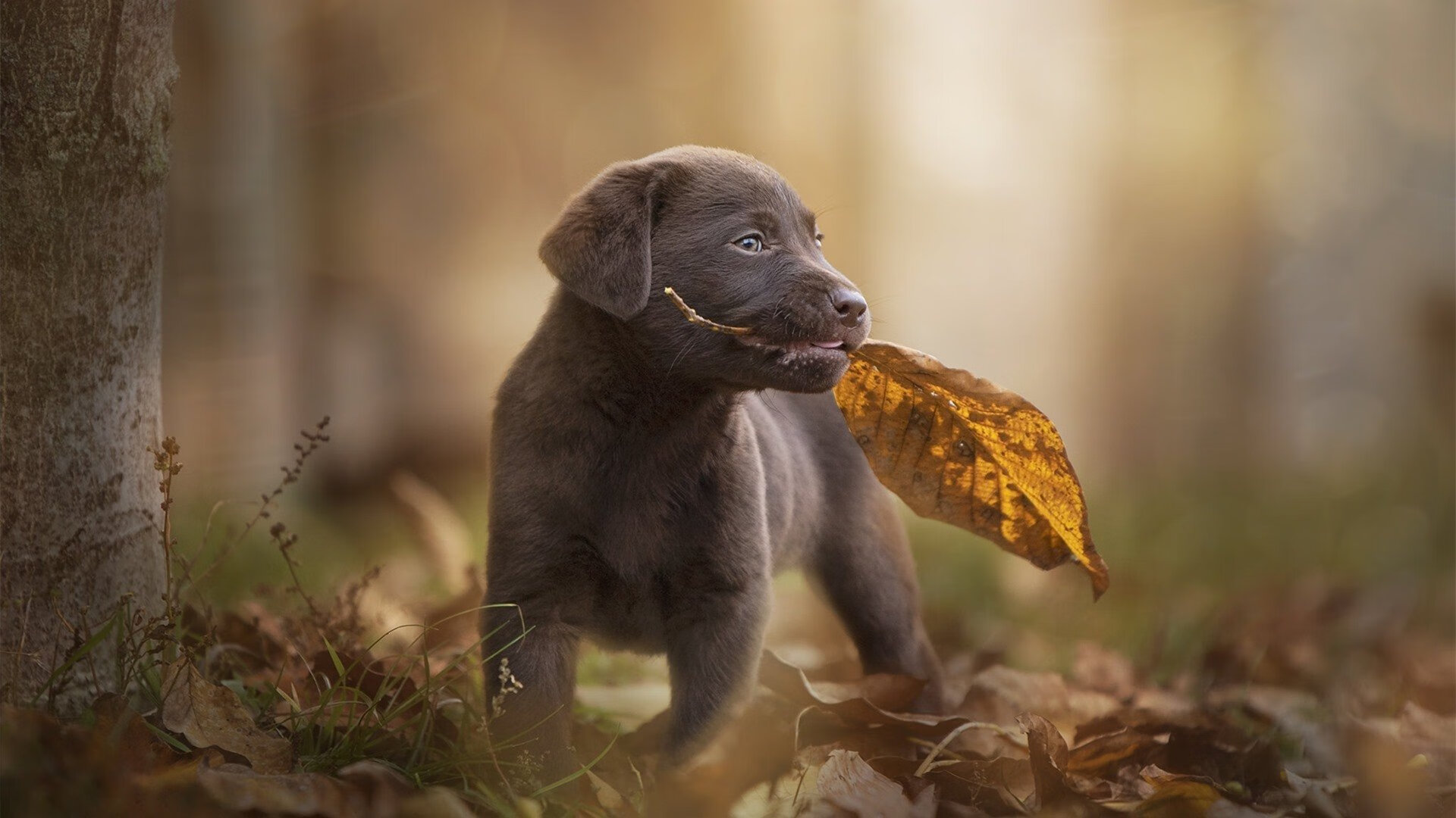 东决悬念夜，萨内一球裁决，冷面刺客如何从阴影走到聚光灯下